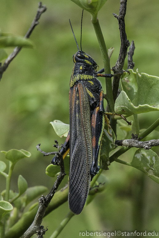 galapagos grasshopper